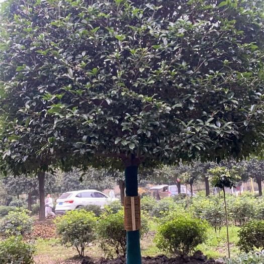 波叶金桂 九福桢楠种植基地，桂花15—18公分，精品，分枝1.5米