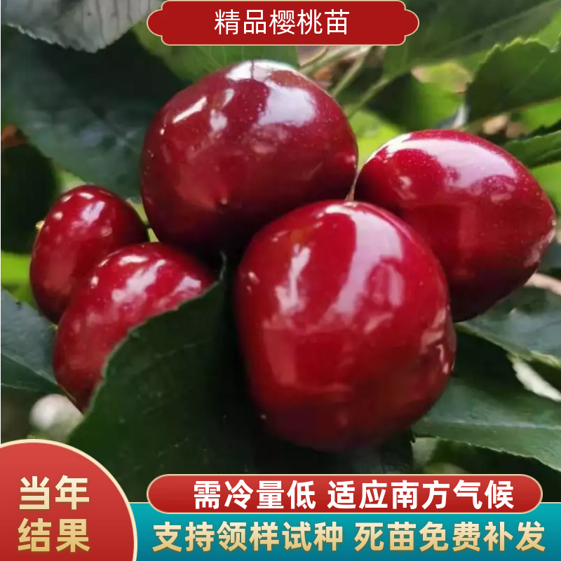 大方县玛瑙红樱桃树苗  大樱桃树苗  罗亚明  罗亚理  种植首年