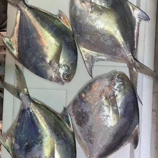 启东市 东海大银鲳鱼