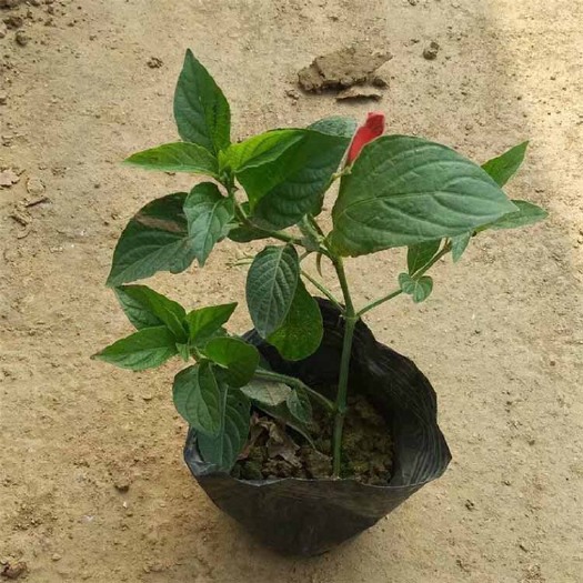 漳浦县地被苗大花芦莉