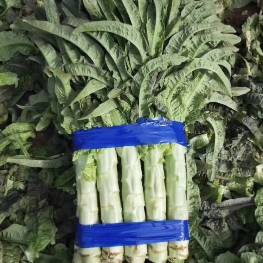 宿州红叶莴笋 有老板需要货的可以联系可到当地来看货需要的可以联系了