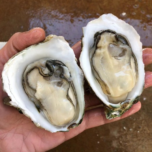 湛江 鲜活广东湛江生蚝贝类牡蛎 半壳带壳100斤商用生蚝地摊烧烤