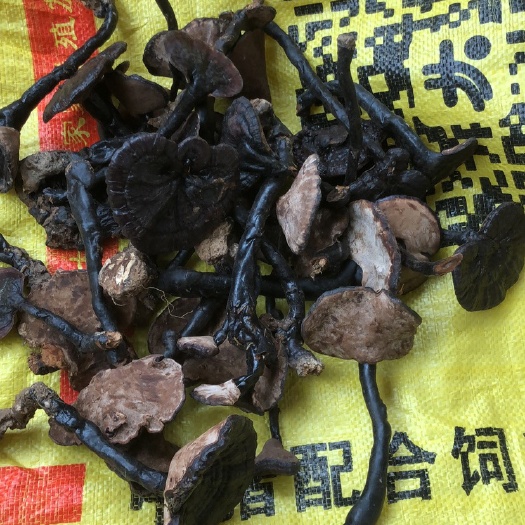 阳山县灵芝