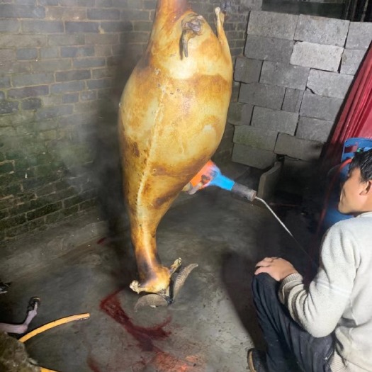 威宁县白条羊 国产羊肉 带骨羊肉 生肉 羊肉整只 