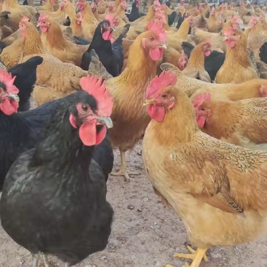 长沙 120天  3斤6    红肉蛋多 灵山土鸡