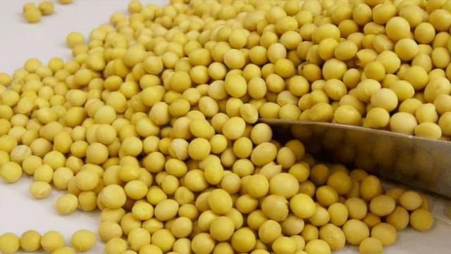 舟山黄大豆 非转巴西大豆  常年供货 整船卖6万吨起