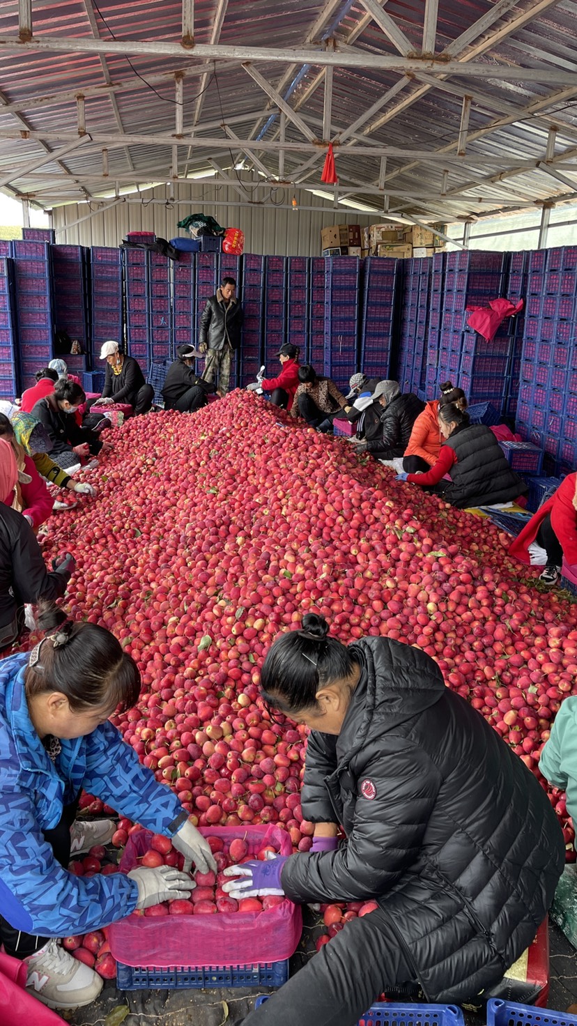 锦绣海棠果  鸡心果’鸡心果口感甜脆，果个艳丽，质量保证！