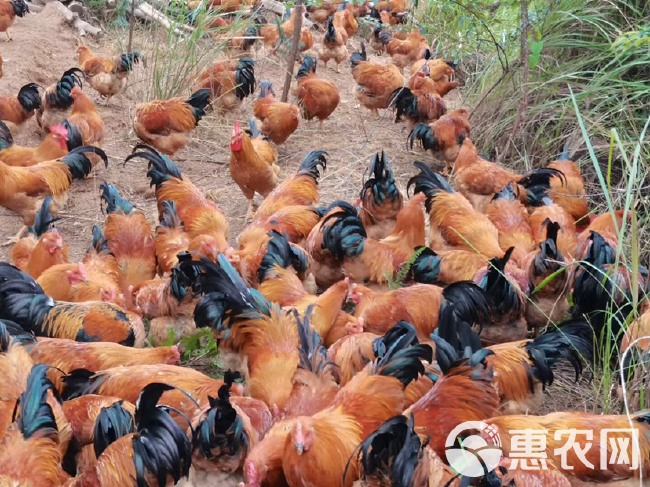 180天    6斤    广西阉鸡  丁头老肉黄好吃