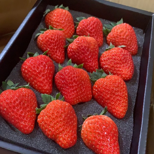 深圳 丹东红颜草莓