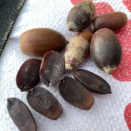 玉林石菖蒲 狗鞭果，猪仔粒