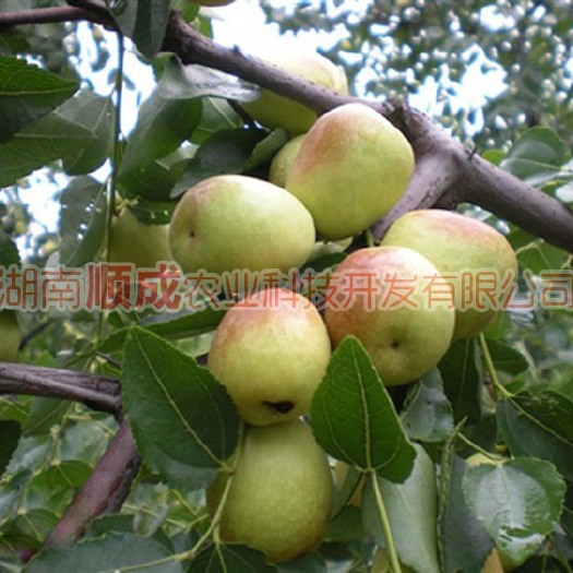 益阳果树苗木/果苗 红枣树苗-赞皇大枣苗红枣苗个大核小皮薄肉厚
