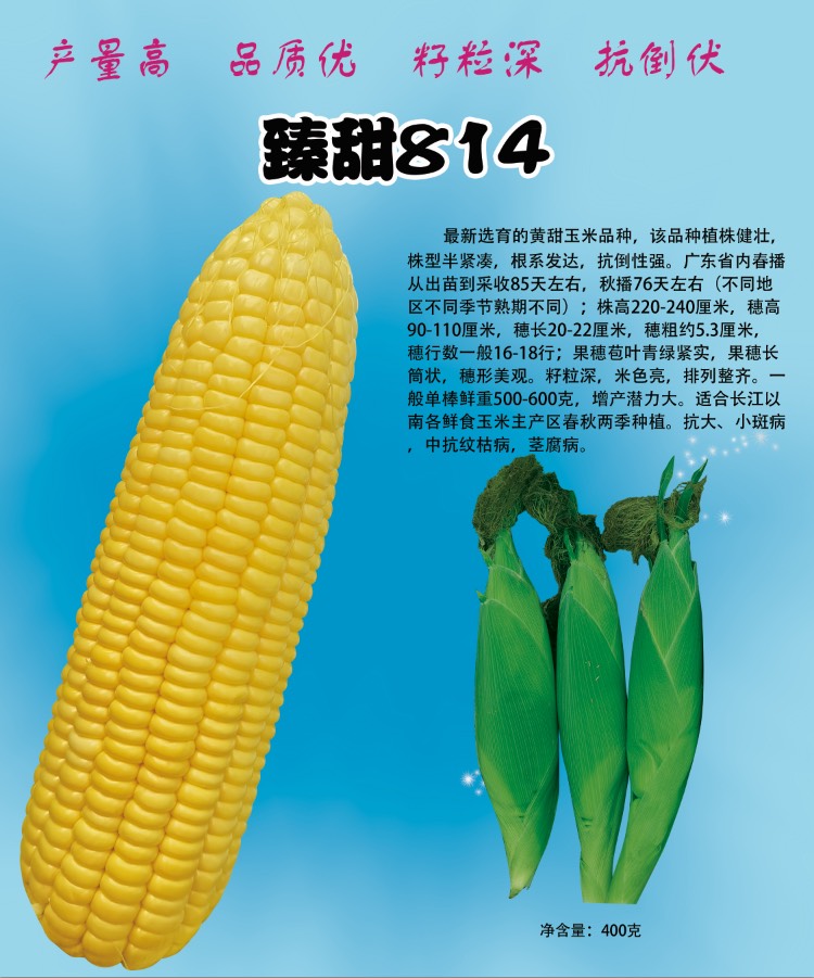 遂溪县甜玉米种子 太阳花 中熟 华南 黄色 散装