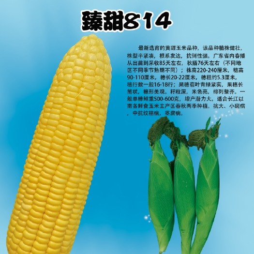 甜玉米种子 太阳花 中熟 华南 黄色 散装