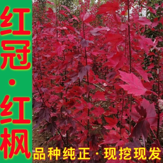 郯城县 红冠 美国红枫 正宗红冠红枫 枫树苗圃直供 自产自销