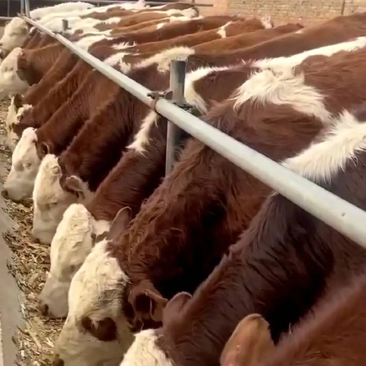 祁连县 一一 肉牛基地出售小牛