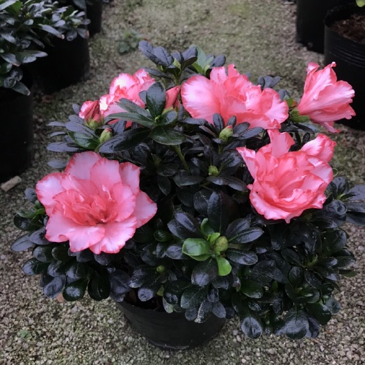 漳平市A货樱桃红杜鹃花180杯单颗组梅红杜鹃西玛带花苞