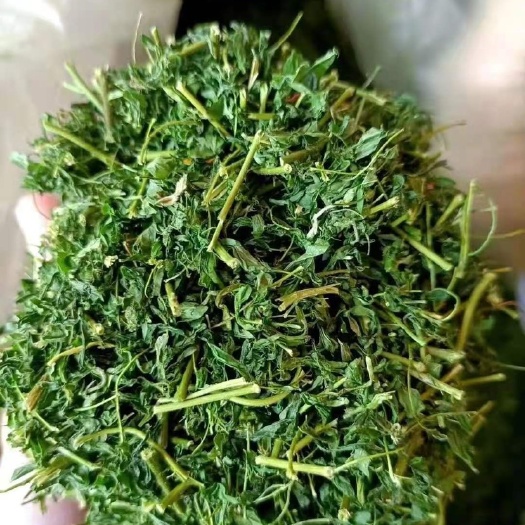 湛江相思藤叶 相思茶