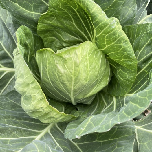 天门市绿包菜 精品甘蓝大量上市