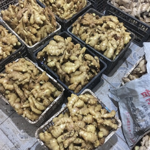 黑山县生姜 新姜，自家种植