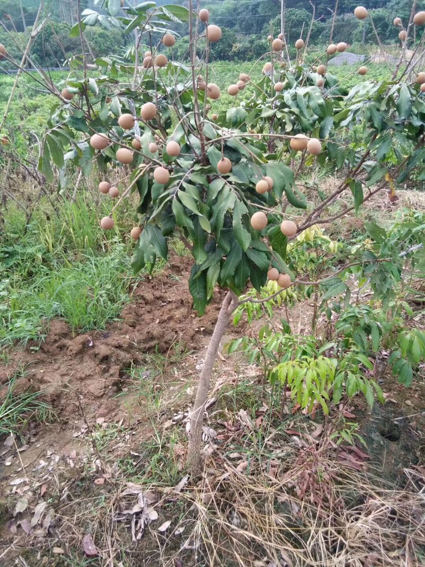  石峡龙眼苗  储良龙眼苗 石峡龙眼核小产量高甜度适中