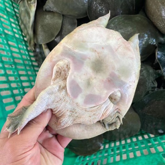 揭阳外塘冷水甲鱼