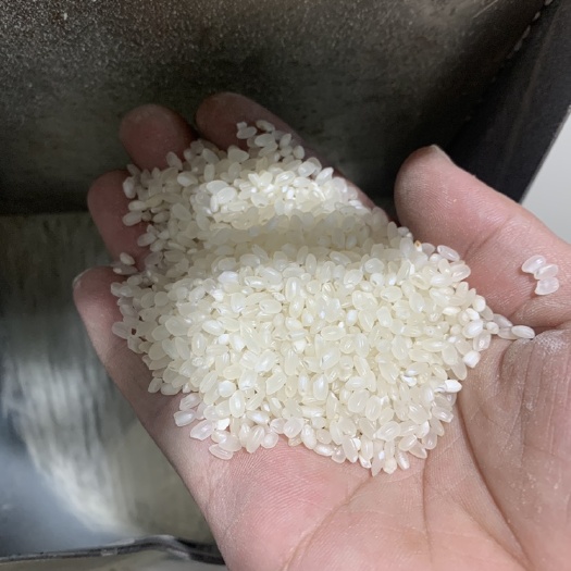 如皋市粳米  大米 食堂米普米东北米