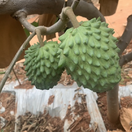 元谋县云南元谋释迦果看到就开心