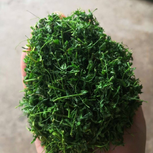 阳山县相思藤叶 茶
