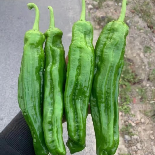 东台市辣椒 青椒