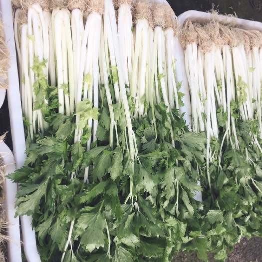 重庆市 优质白芹
