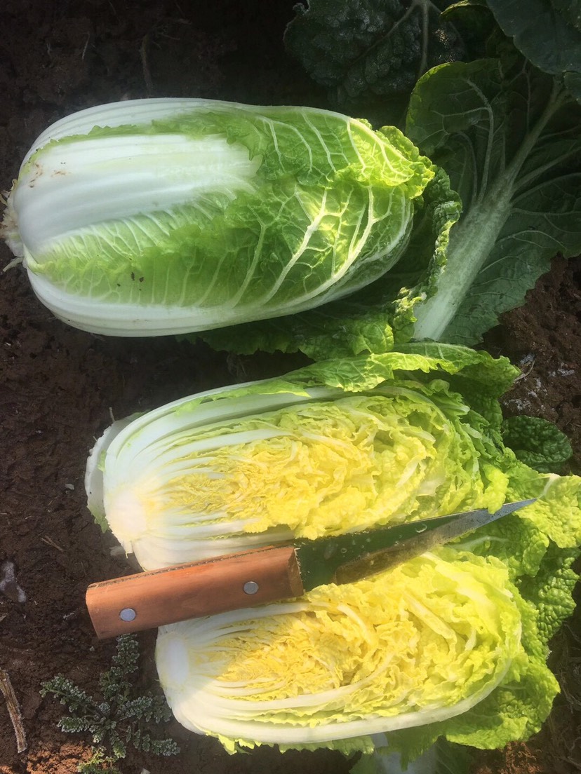 黄心娃娃菜  高山娃娃菜 娃娃菜基地