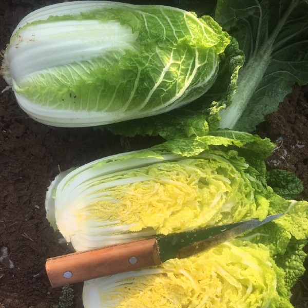 黄心娃娃菜  高山娃娃菜 娃娃菜基地