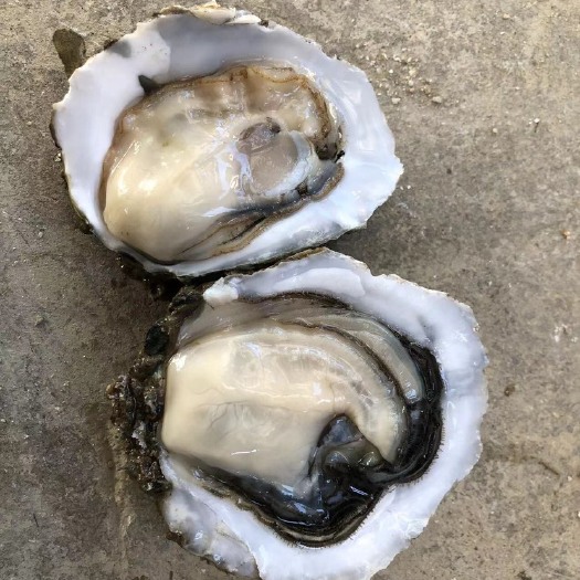 湛江 爽口生蚝非粉蚝 小蚝1斤4到5个摆摊烧烤整箱生蚝牡蛎 次日达