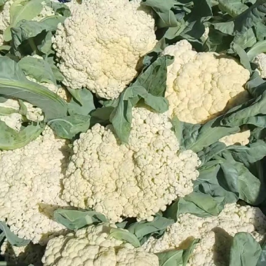 东台市白花菜花 白花菜