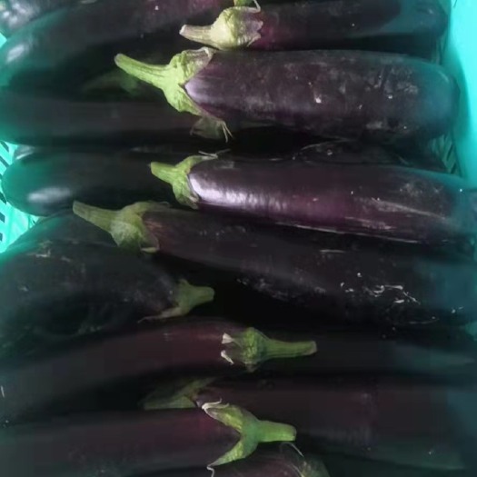 东台市 茄子