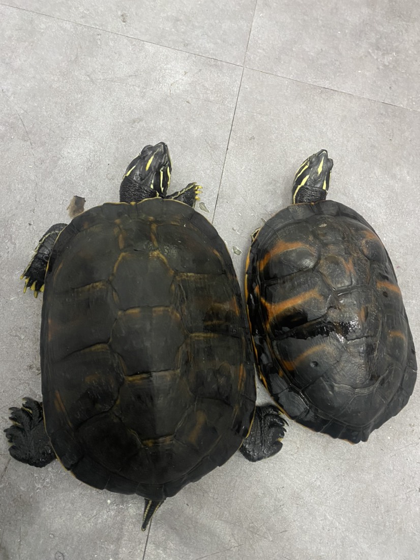 巴西龟 火焰龟