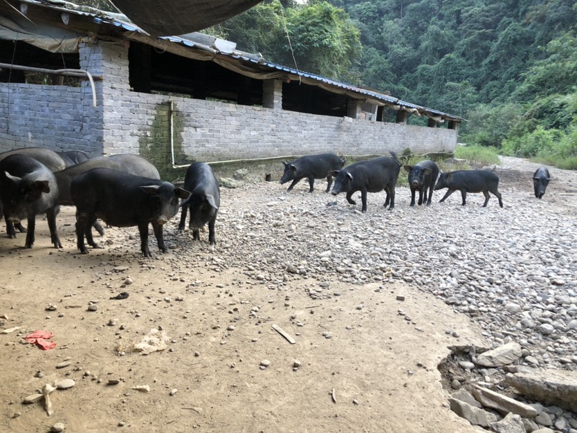 腊排骨 藏香猪腊肉