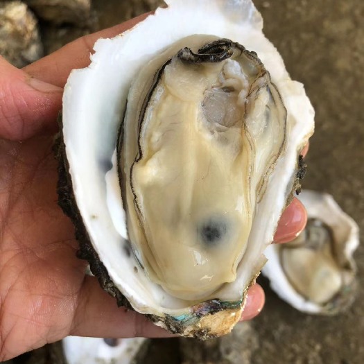湛江 湛江海鲜水产广东商用生蚝带壳鲜活牡蛎 中小蚝整箱烧烤生蚝