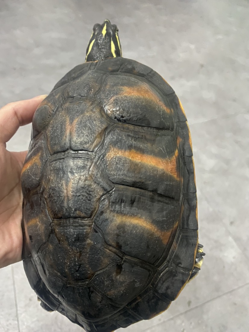巴西龟 火焰龟
