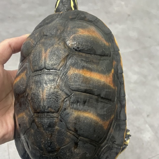 珠海巴西龟 火焰龟