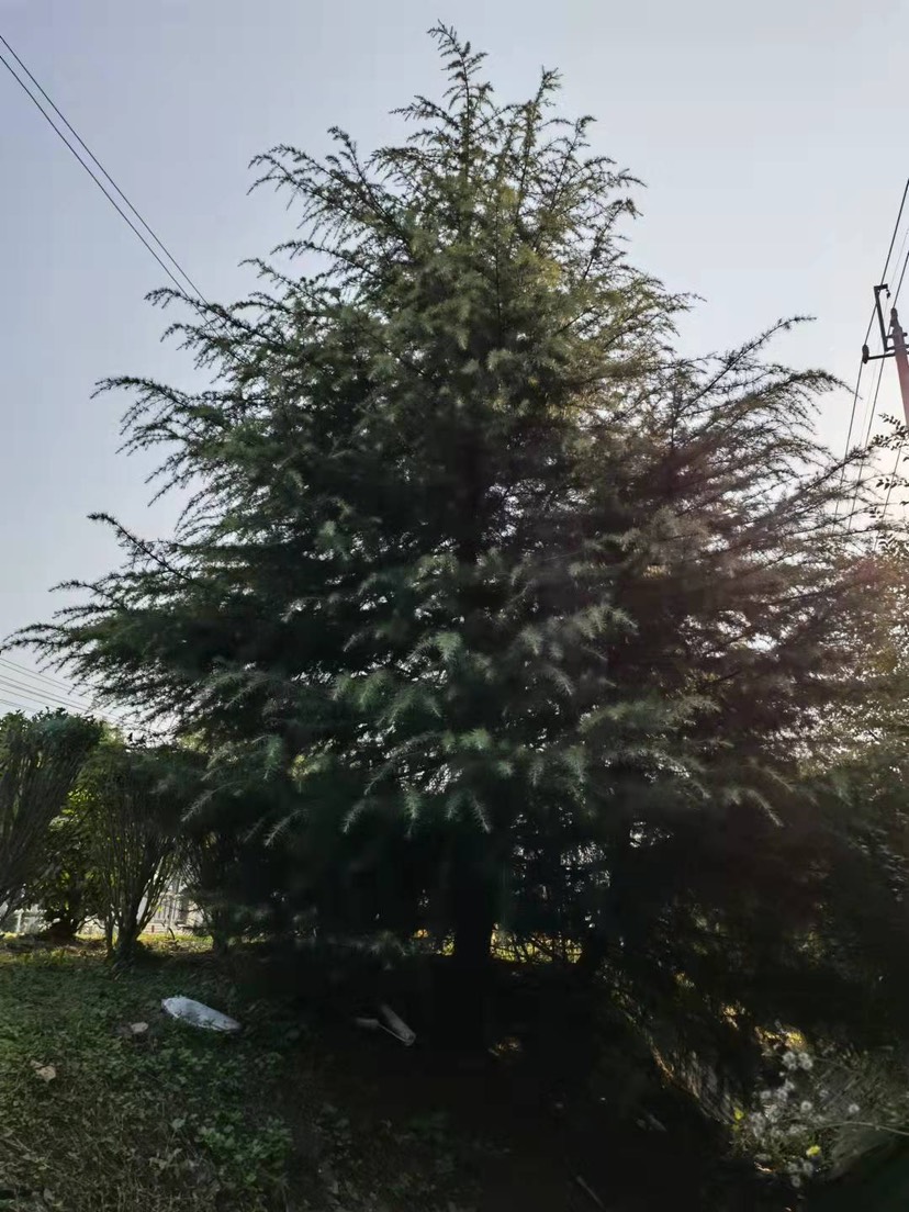 南京千亩雪松基地、自产自销