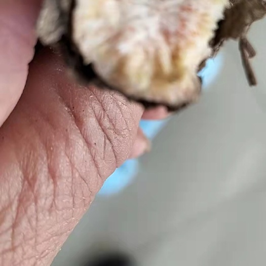 巴林右旗北苍术 满满的朱砂点