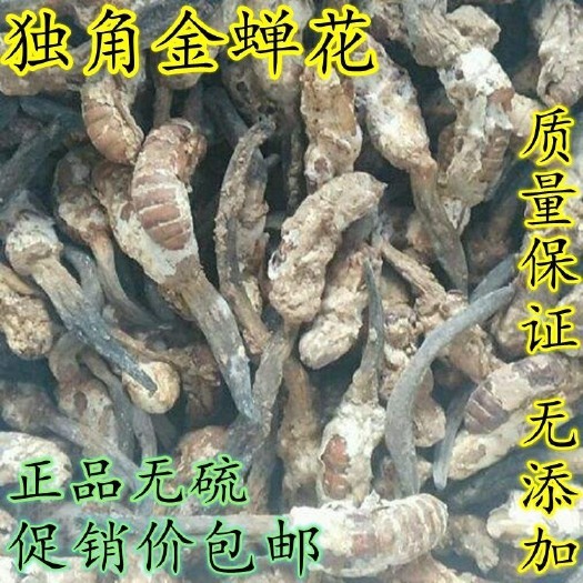 亳州公蝉花独角蝉花/金蝉花雄/公的/蝉蛹草/虫花/精选