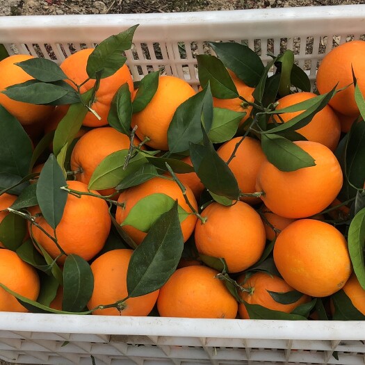巫山纽荷尔脐橙 正宗巫山纽荷尔 基地现摘 带枝带叶发货