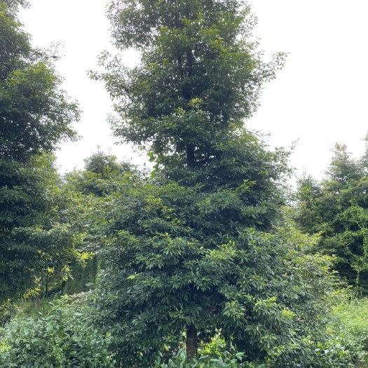 雅安桢楠12公分