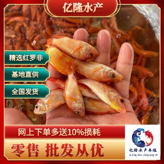 广州红罗非鱼苗，彩虹雕，珍珠腊，支持空运，客运，快递，送货上门