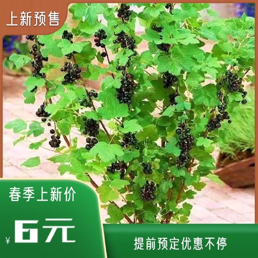 白山黑加仑苗 电商专用苗 黑加仑大苗 南方北方盆栽地栽苗