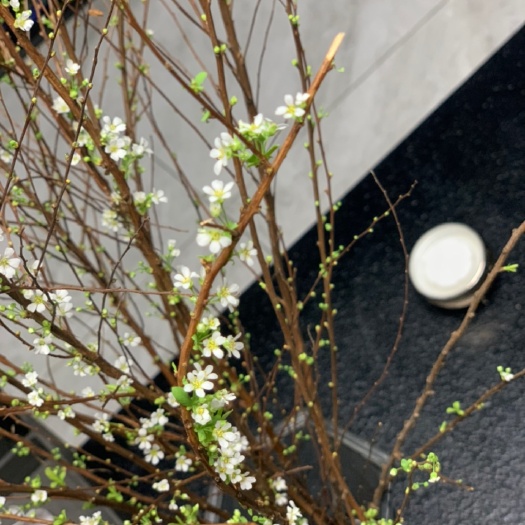 开原市珍珠绣线菊 雪柳条基地大量供应60-1.5米高优质雪柳条