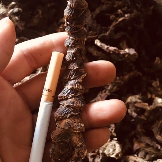环江县 石菖蒲有现货