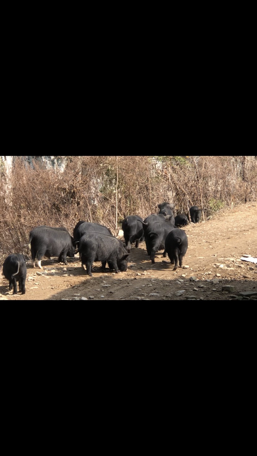 腊排骨 藏香猪腊肉